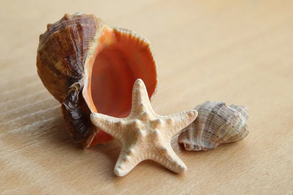 Tengeri kagyló és a tengeri csillag — Stock Fotó