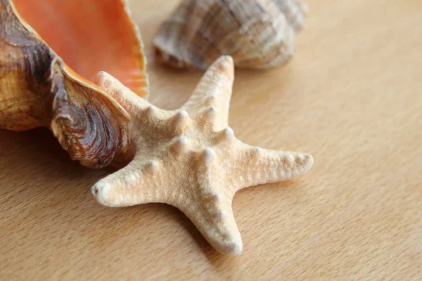 Közeli kép: tengeri kagyló a régi fa tábla — Stock Fotó
