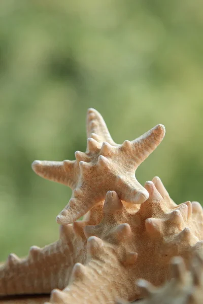 Liten sjöstjärna suddig bakgrund — Stockfoto