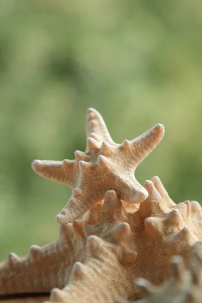 小海星模糊背景 — 图库照片