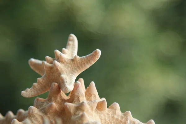 Two starfish blurred green background — Stock Photo, Image