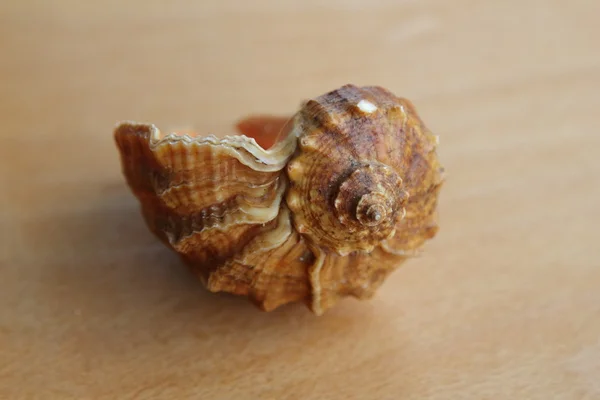 Detail hvězdice mušle na staré dřevěné desce — Stock fotografie