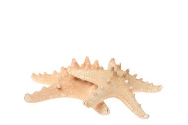 İki bej deniz yıldızı