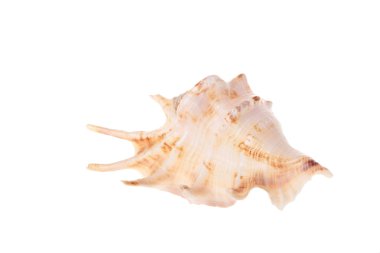 Büyük, güzel midye kabuğu.