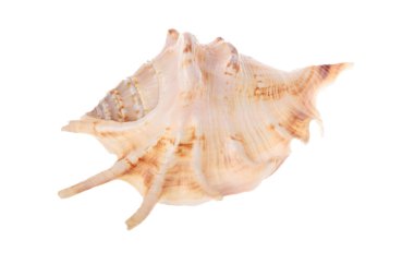 Büyük, güzel midye kabuğu.