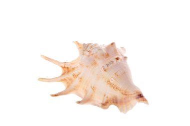 Büyük, güzel midye kabuğu.