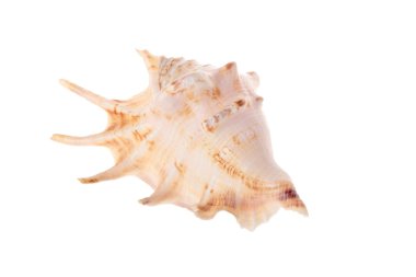 Büyük, güzel midye kabuğu.