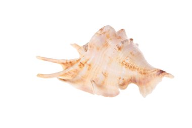 güzel deniz kabuğu