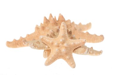 Seastars