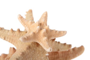 güzel büyük deniz yıldızı