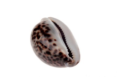 Tiger cowrie shell clipart