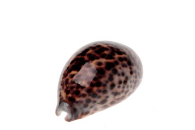 Sea tiger shell clipart