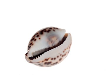 Benekli deniz kabuğu