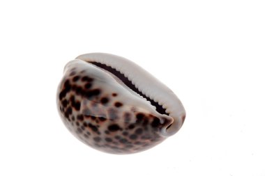 Benekli deniz kabuğu