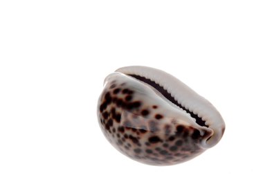 kaplan cowrie kabuğu