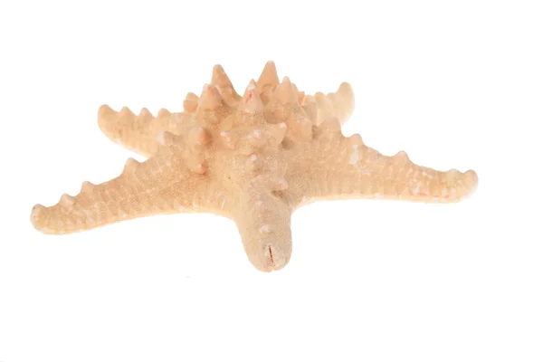 Large starfish — Stock Photo, Image