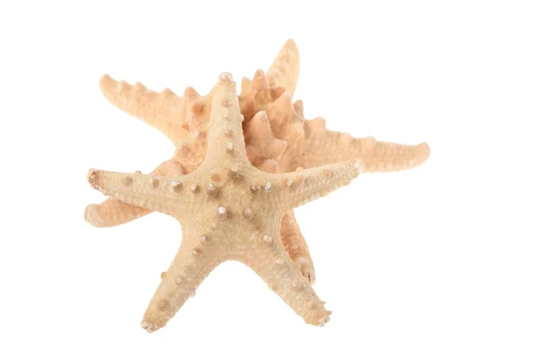 Две бежевые морские звезды — стоковое фото