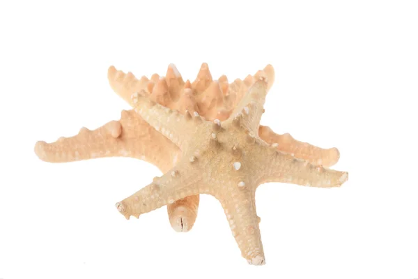 Two beige starfish — Stock Photo, Image