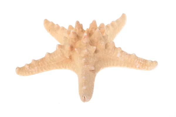 Big starfish — Stock Photo, Image