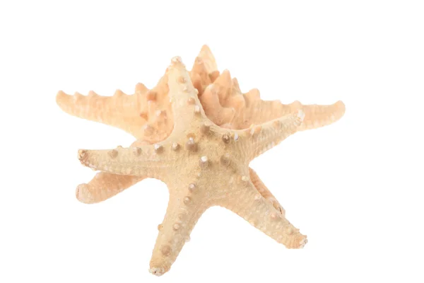 Beautiful large starfish — Stock Photo, Image
