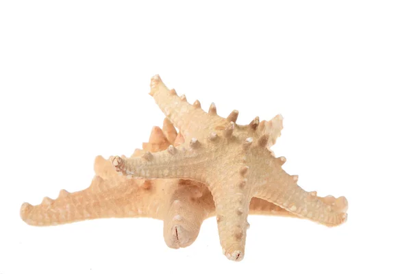 Two beige starfish — Stock Photo, Image