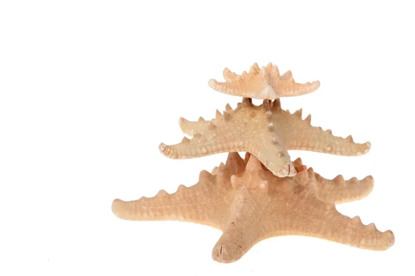 Sea star — Stock Photo, Image