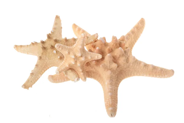 Mooie grote starfish — Stockfoto