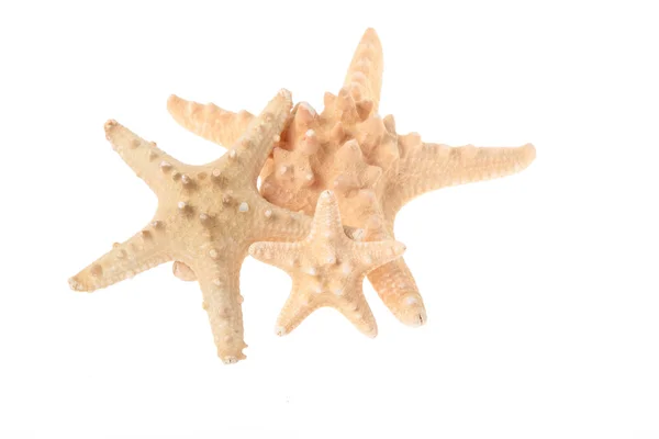 Bella grande stella marina — Foto Stock