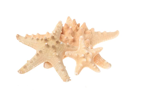 Sea star — Stock Photo, Image