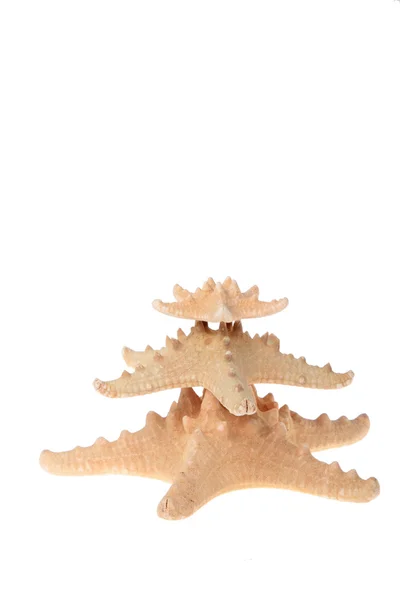 Large starfish — Stock Photo, Image