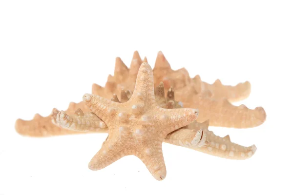 Grote starfish — Stockfoto