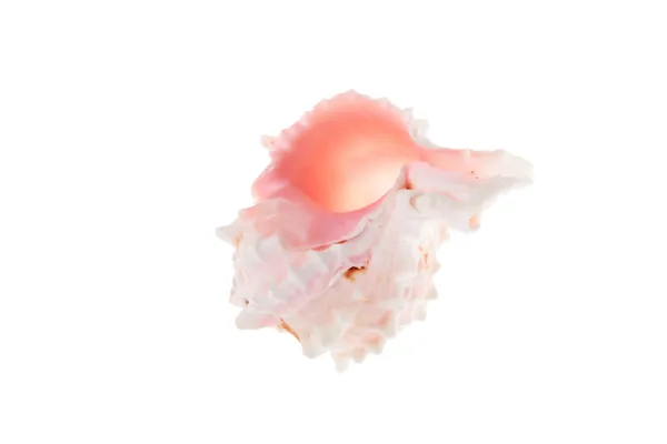 大美丽海贝壳 — 图库照片
