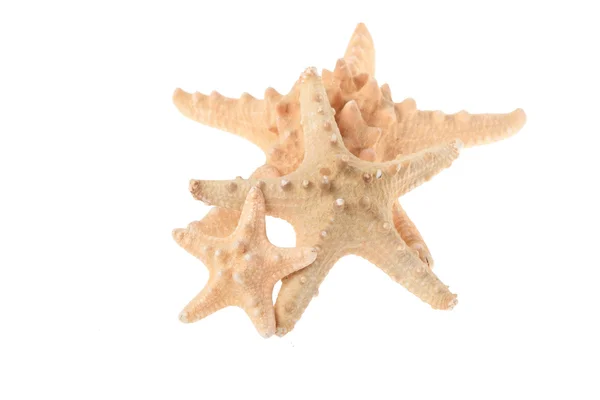 Mooie grote starfish — Stockfoto