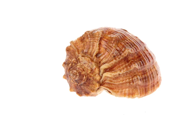 Seashell — Stock Photo, Image