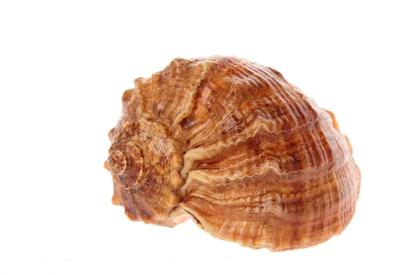 Velké shell — Stock fotografie