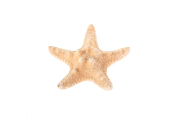 Mooie grote starfish — Stockfoto