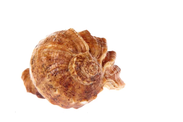 Velké shell — Stock fotografie