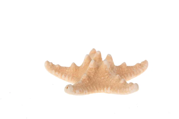 Starfish — Stock Photo, Image