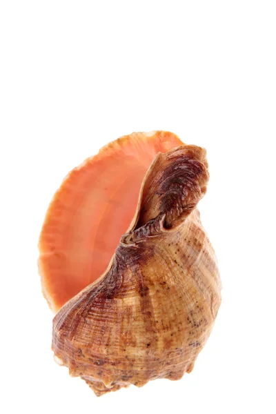 소라 껍데기 — 스톡 사진