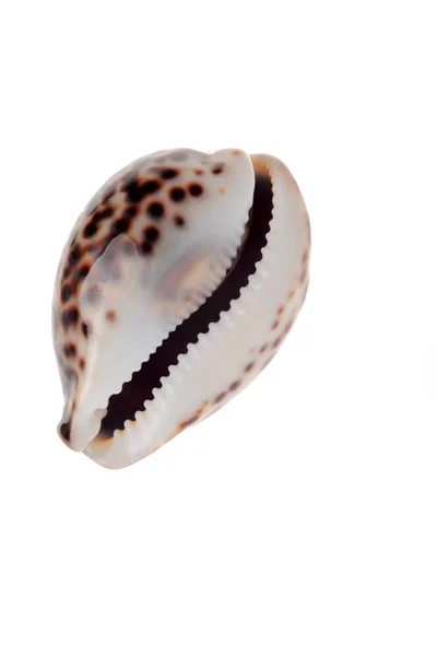 Deniz tiger shell — Stok fotoğraf