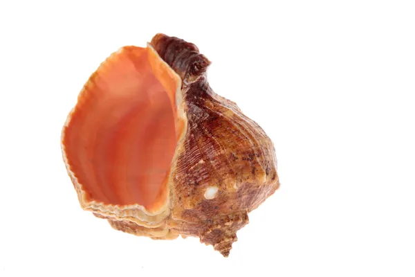 Beautiful Shell — Stock Photo, Image