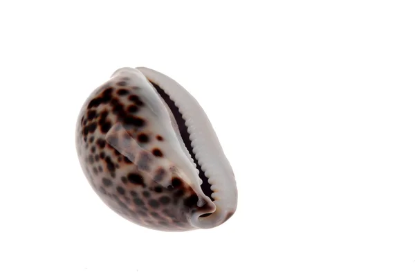 Sea tiger shell — Stock Photo, Image