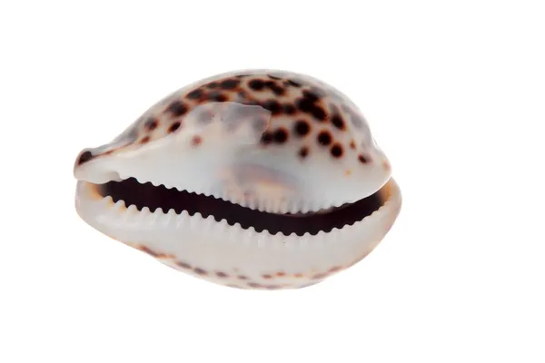 Tiger cowrie shell — Stock Photo, Image