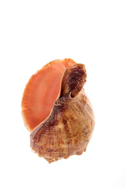 Sea shell — Stockfoto