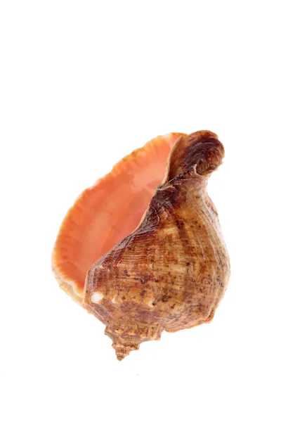 Velké shell — Stock fotografie