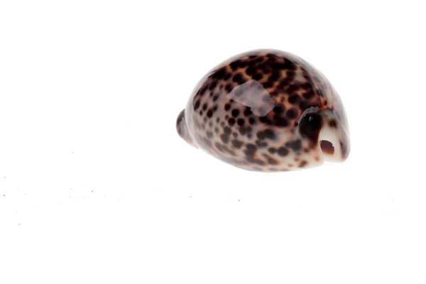 Tiger cowrie — Stock Photo, Image