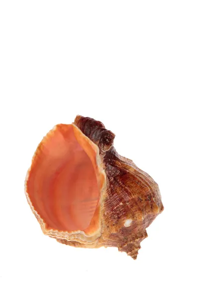 Cabrón de mar — Foto de Stock