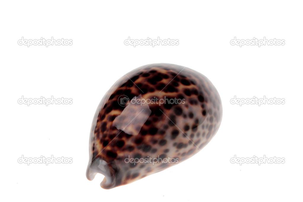 Sea tiger shell