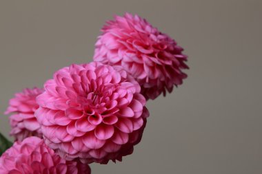 pembe yıldız çiçeği