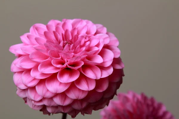 Pink dahlia — Stock Photo, Image